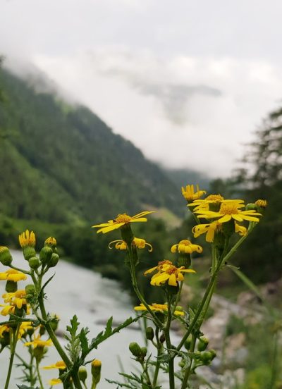 Hommage aux Origines — étape 14 : Col de la Flüela > Tschierv