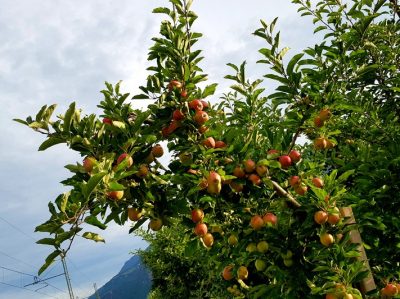 Hommage aux Origines — étape 17 : Sinigo > Montagna
