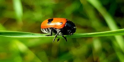 Hommage aux Origines — étape 17 : Sinigo > Montagna