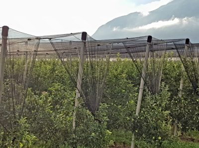 Hommage aux Origines — étape 17 : Sinigo > Montagna