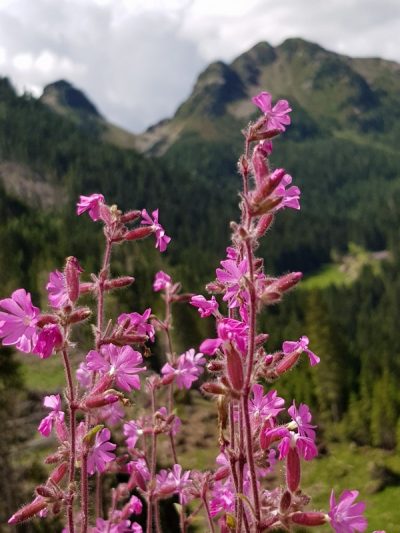 Hommage aux Origines — étape 18 : Montagna > Passo Manghen