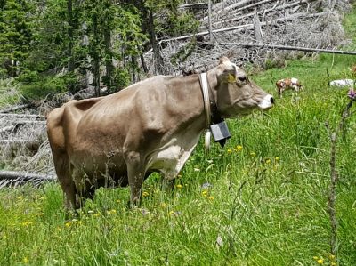 Hommage aux Origines — étape 18 : Montagna > Passo Manghen