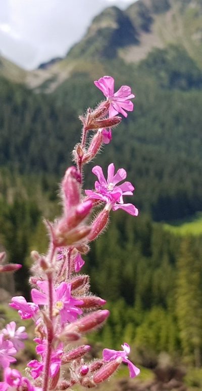 Hommage aux Origines — étape 18 : Montagna > Passo Manghen