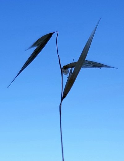 Hommage aux Origines — étape 24 : Crociara > Lidi di Comacchio
