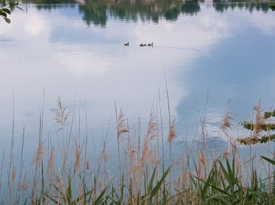 Hommage aux Origines — étape 6 : Steige > Badesee Whyl