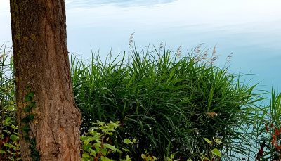Hommage aux Origines — étape 6 : Steige > Badesee Whyl