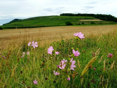 Hommage aux Origines — étape 6 : Steige > Badesee Whyl