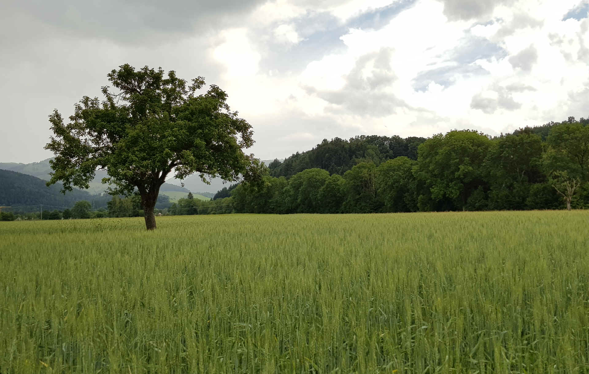 Hommage aux Origines — étape 7 : Badesee Whyl > Oberried