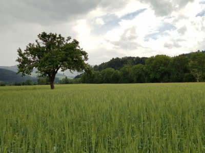 Hommage aux Origines — étape 7 : Badesee Whyl > Oberried
