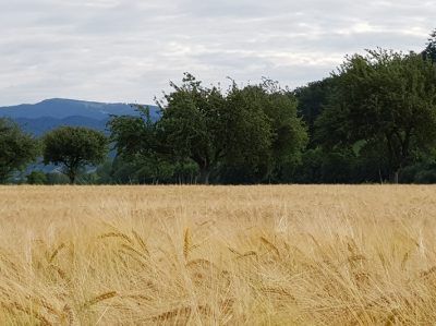 Hommage aux Origines — étape 7 : Badesee Whyl > Oberried