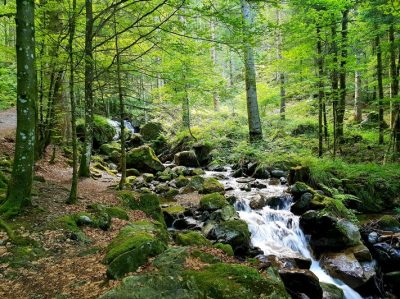 Hommage aux Origines — étape 8 : Oberried > Ühlingen
