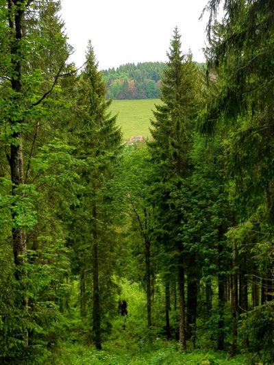 Hommage aux Origines — étape 8 : Oberried > Ühlingen