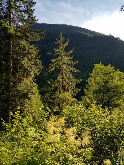 Hommage aux Origines — étape 8 : Oberried > Ühlingen