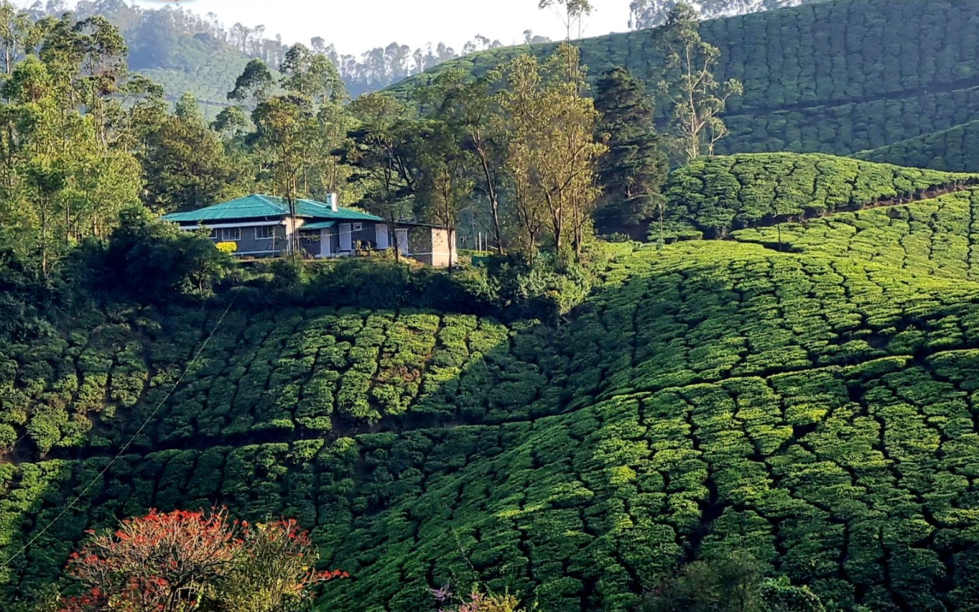 Munnar - Alleppey