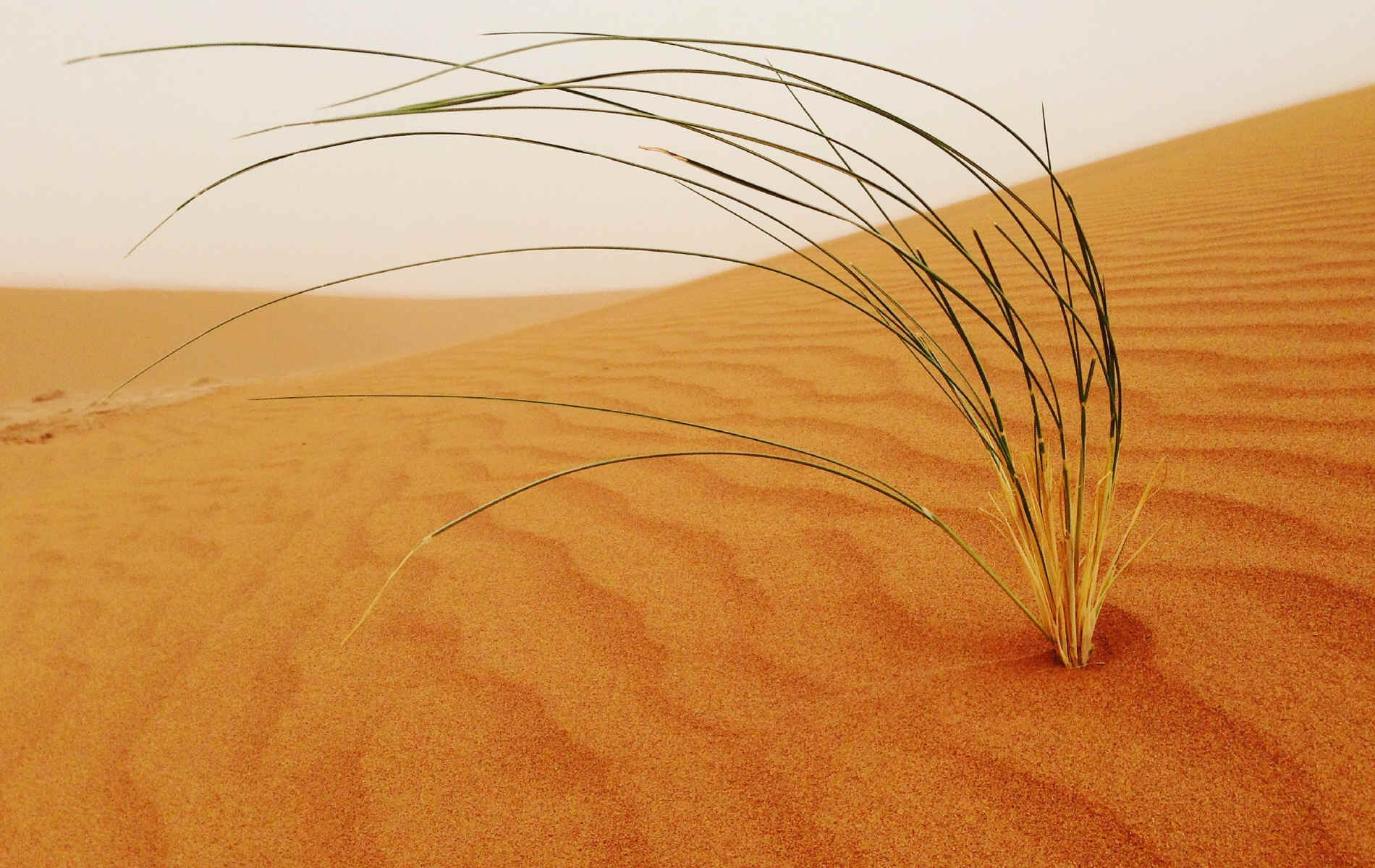 Oued de Lmhaser > Dunes de Chegaga