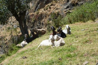 La cordillère Huayhuash — étape 2 : Chiquian - Llamac - Jahuacocha