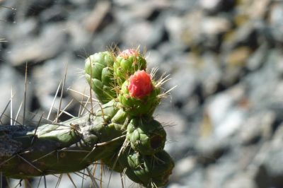 La cordillère Huayhuash — étape 2 : Chiquian - Llamac - Jahuacocha