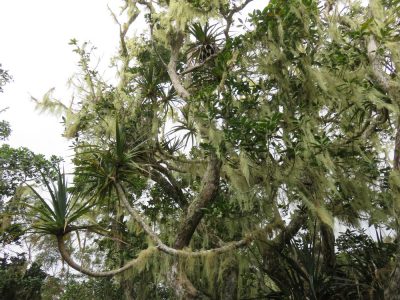 Île de la Réunion — étape 1 : Saint Denis - Plaine des Chicots - La Roche Ecrite