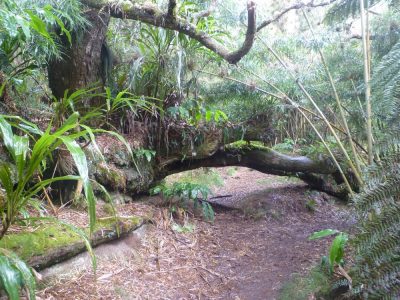 Île de la Réunion — étape 1 : Saint Denis - Plaine des Chicots - La Roche Ecrite