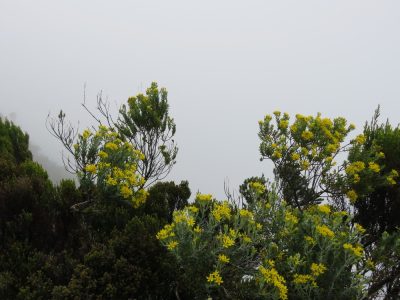 Île de la Réunion — étape 1 : Saint Denis - Plaine des Chicots - La Roche Ecrite