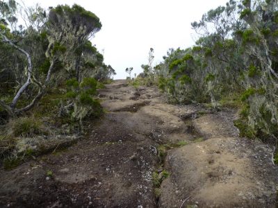 Île de la Réunion — étape 1 : Saint Denis - Plaine des Chicots - La Roche Ecrite