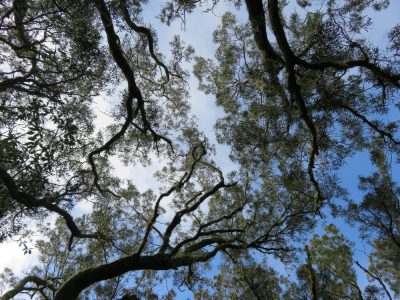 Île de la Réunion — étape 1 : Saint Denis - Plaine des Chicots - La Roche Ecrite