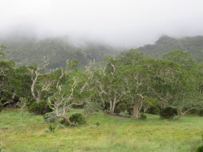 Île de la Réunion — étape 10 : Grand Ilet - Marla