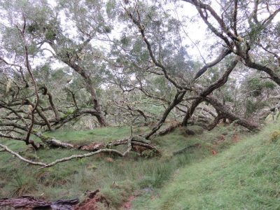 Île de la Réunion — étape 10 : Grand Ilet - Marla