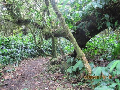 Île de la Réunion — étape 10 : Grand Ilet - Marla