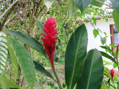 Île de la Réunion — étape 14 : Piton de la Fournaise - Basse vallée - Vincendo