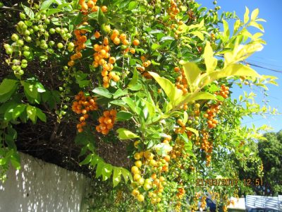 Île de la Réunion — étape 14 : Piton de la Fournaise - Basse vallée - Vincendo