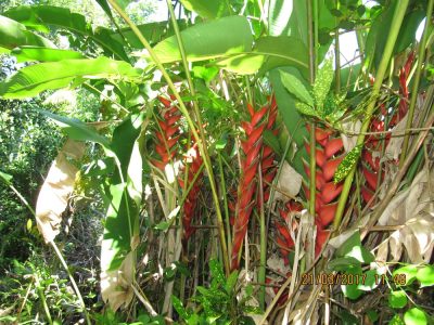 Île de la Réunion — étape 14 : Piton de la Fournaise - Basse vallée - Vincendo