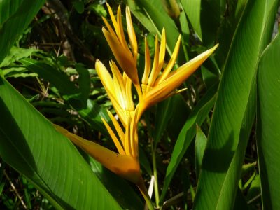 Île de la Réunion — étape 14 : Piton de la Fournaise - Basse vallée - Vincendo