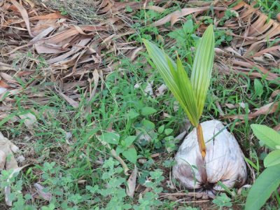 Île de la Réunion — étape 14 : Piton de la Fournaise - Basse vallée - Vincendo