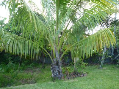 Île de la Réunion — étape 14 : Piton de la Fournaise - Basse vallée - Vincendo