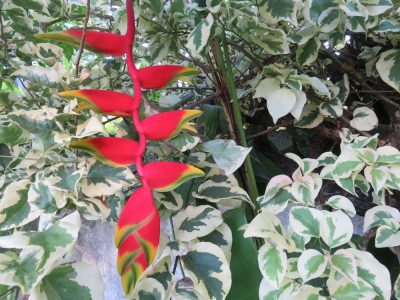 Île de la Réunion — étape 14 : Piton de la Fournaise - Basse vallée - Vincendo