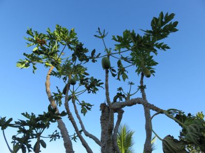 Île de la Réunion — étape 14 : Piton de la Fournaise - Basse vallée - Vincendo