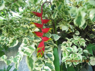 Île de la Réunion — étape 14 : Piton de la Fournaise - Basse vallée - Vincendo