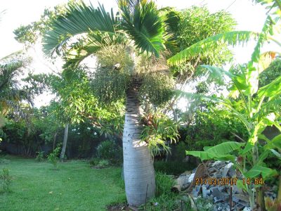 Île de la Réunion — étape 14 : Piton de la Fournaise - Basse vallée - Vincendo
