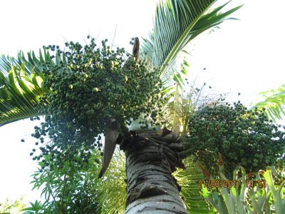 Île de la Réunion — étape 14 : Piton de la Fournaise - Basse vallée - Vincendo