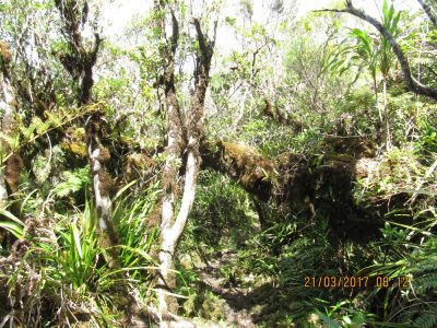 Île de la Réunion — étape 14 : Piton de la Fournaise - Basse vallée - Vincendo