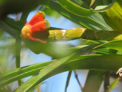 Île de la Réunion — étape 14 : Piton de la Fournaise - Basse vallée - Vincendo