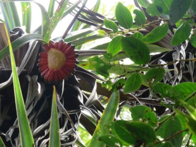 Île de la Réunion — étape 14 : Piton de la Fournaise - Basse vallée - Vincendo