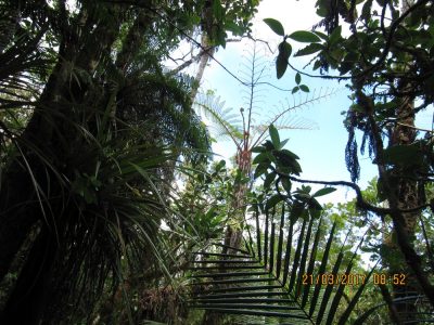 Île de la Réunion — étape 14 : Piton de la Fournaise - Basse vallée - Vincendo