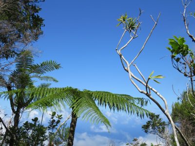 Île de la Réunion — étape 14 : Piton de la Fournaise - Basse vallée - Vincendo