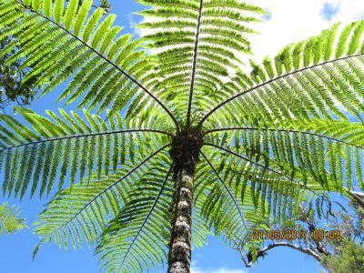 Île de la Réunion — étape 14 : Piton de la Fournaise - Basse vallée - Vincendo