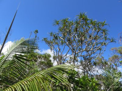 Île de la Réunion — étape 14 : Piton de la Fournaise - Basse vallée - Vincendo
