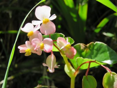 Île de la Réunion — étape 14 : Piton de la Fournaise - Basse vallée - Vincendo