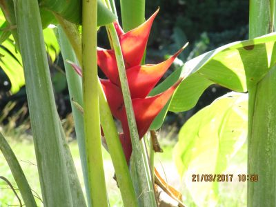 Île de la Réunion — étape 14 : Piton de la Fournaise - Basse vallée - Vincendo