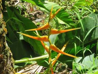 Île de la Réunion — étape 14 : Piton de la Fournaise - Basse vallée - Vincendo
